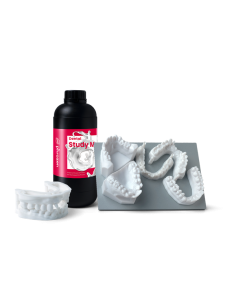PHROZEN Dental Study model White