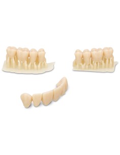 KULZER Dima Denture Teeth B1 2